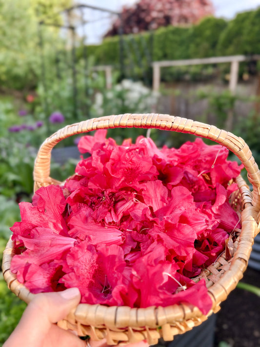 How to Dye Fabric with Flower Petals (Like My $5 Rhododendron T-Shirt)