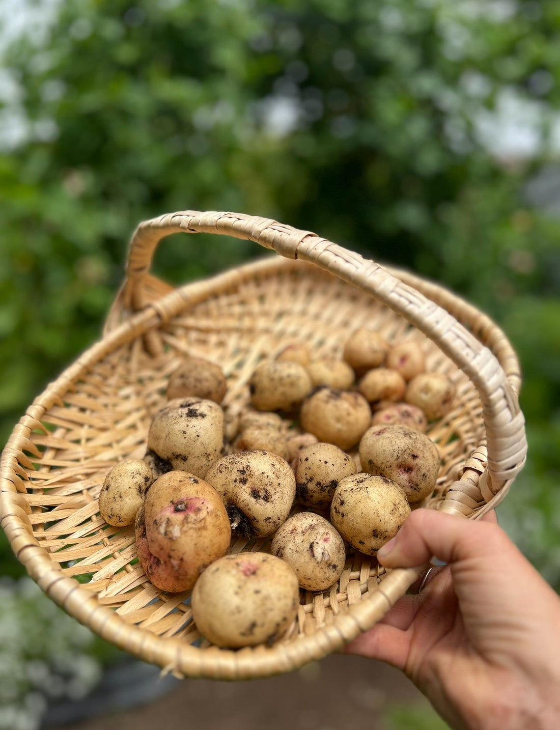 🥔 How to Grow Potatoes at Home (For Beginner and Expert Gardeners Alike!)