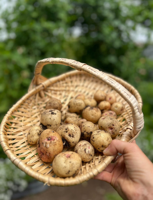🥔 How to Grow Potatoes at Home (For Beginner and Expert Gardeners Alike!)