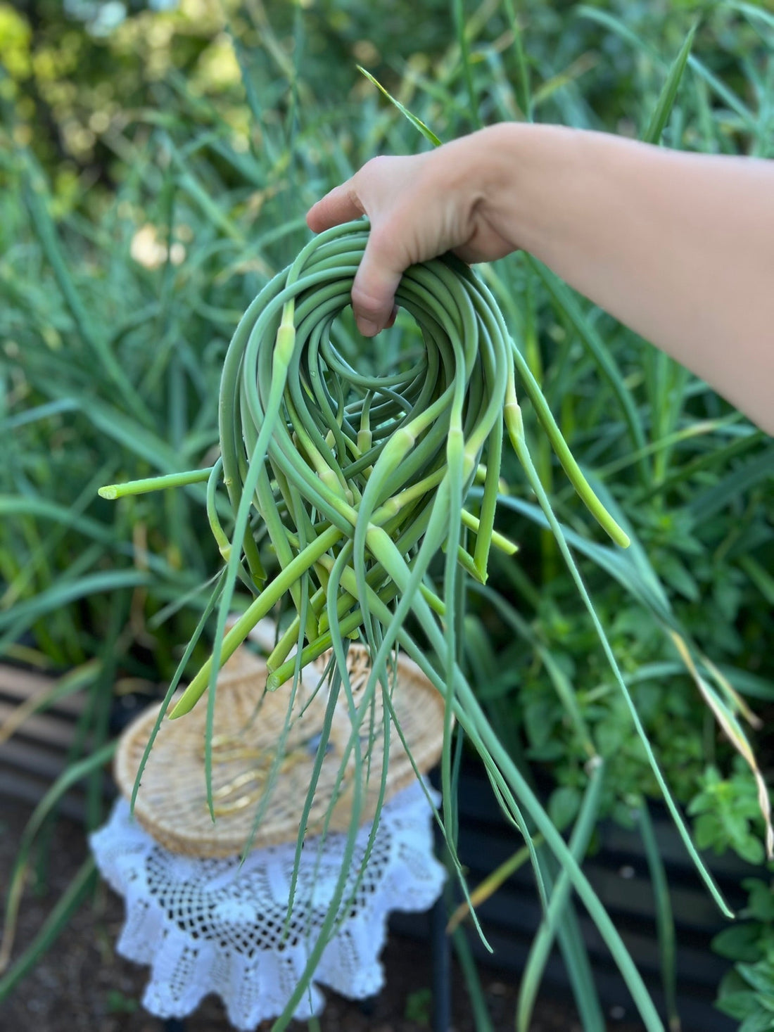 Garlic Scapes 101: What They Are, How to Harvest, and What to Do Next
