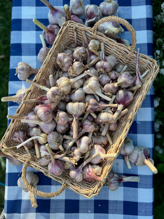 How I Grow More Than 100 Heads of Garlic in a Small Garden