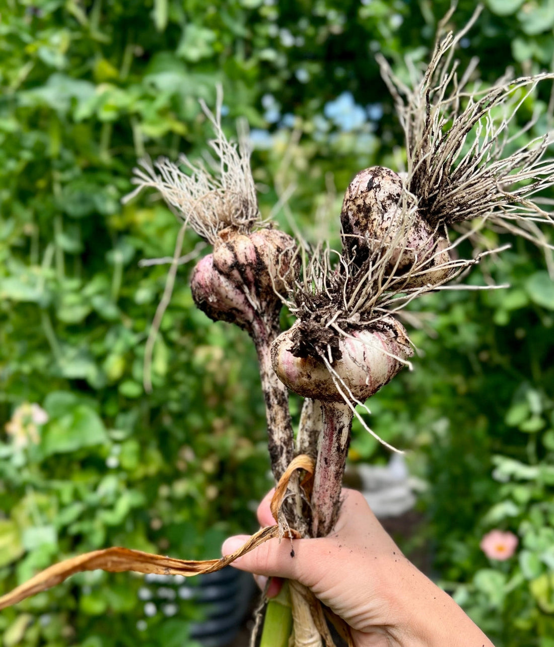 Garlic Harvest Time: How to Know, What to Do, and How to Make the Most of It