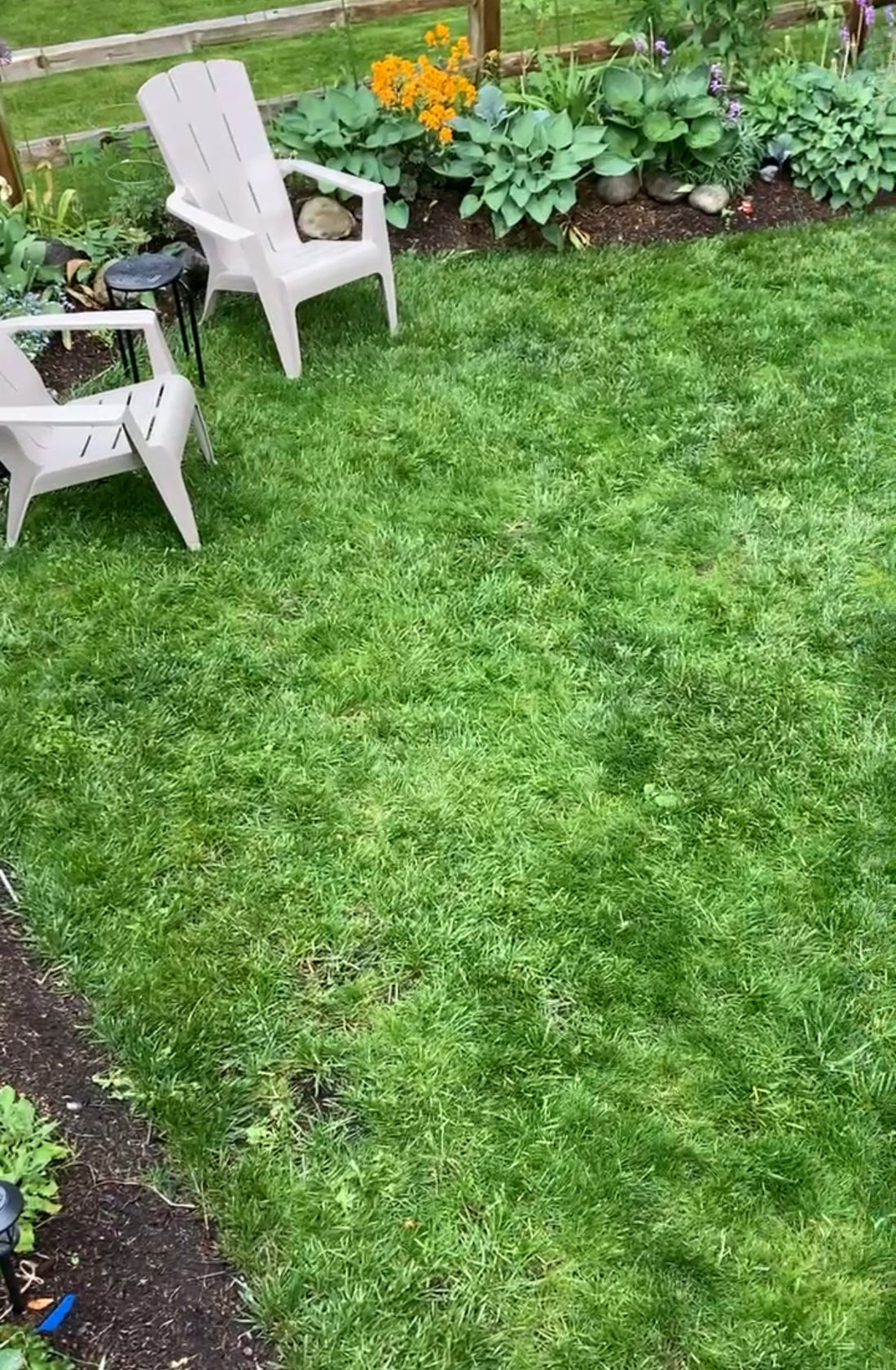 Rethinking the Lawn: Why I Chose a Tall Fescue & Microclover Blend (And You Should Too!)